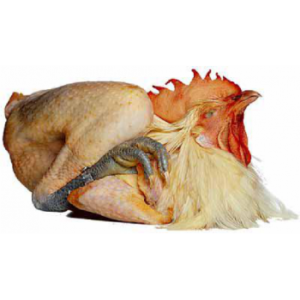 pui_bresse Pui de Bresse din Franța, aproximativ 1,5–2,2 kg