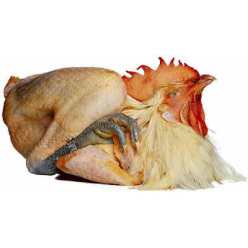pui_bresse Pui de Bresse din Franța, aproximativ 1,5–2,2 kg