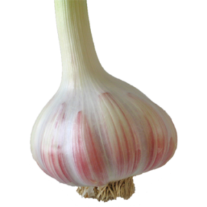 Usturoi roz, 1 kg