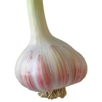usturoi_roz Usturoi roz, 1 kg